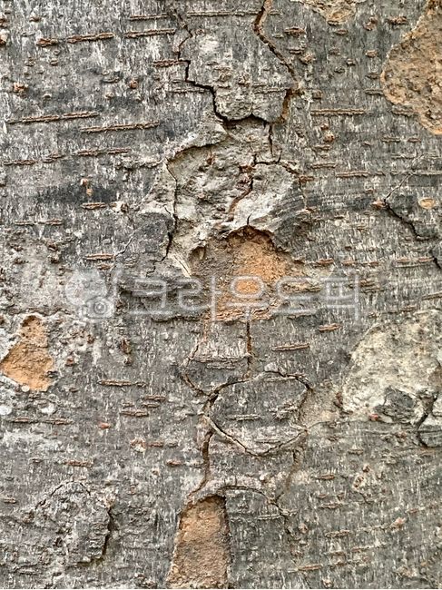 나무,나무텍스처,나무표면,텍스처,texture,treetexture,treesurface,나무질감,나무재질,나무클로즈업,treetrunk,tree