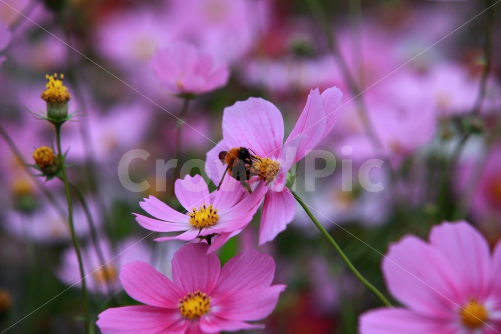 꽃과벌,가을오후,어둡다,안성,bee,벌침,꿀,가을,계절,fall,autumn,season,식물,자연,plants,nature,꽃,flower,동물,animal,곤충,벌레,insect,bug,벌,invertebrate,무척추 동물,honey bee,꿀벌,plant