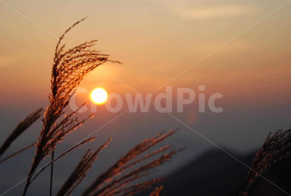 일출,억새와일출,풍경,희망,태양,자연,풍경,nature,landscape,감성,sensible,feeling,outdoors,옥외