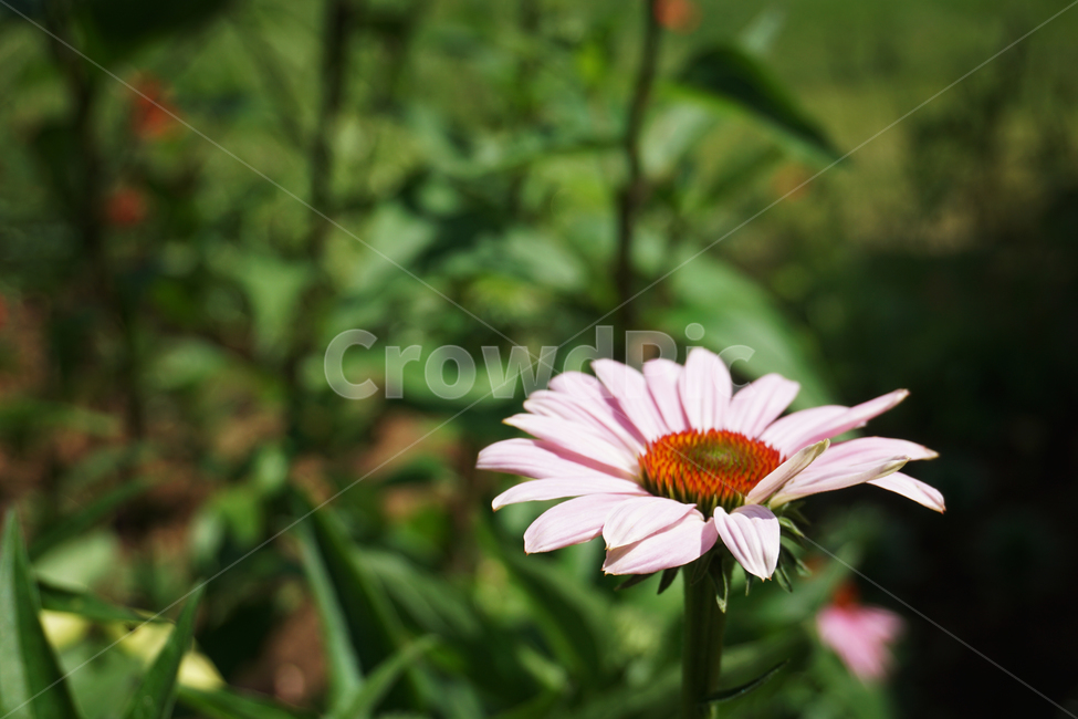 국화,여름,꽃,국화과,자연,coneflower,보라,flower,summer,nature,purple,pink,핑크,natural,blossom,beautiful,접사,그린,초록,bloom,green