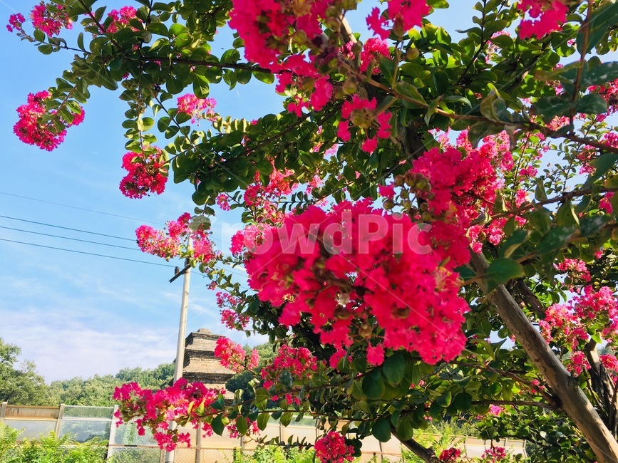 꽃,식물,plant,outdoors,가로수,식물,자연,plants,nature,꽃,flower