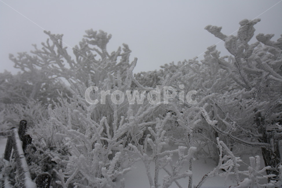 눈,빙,snow,자연,nature,outdoors,ice,옥외,겨울,계절,winter,season,자연,풍경,nature,landscape