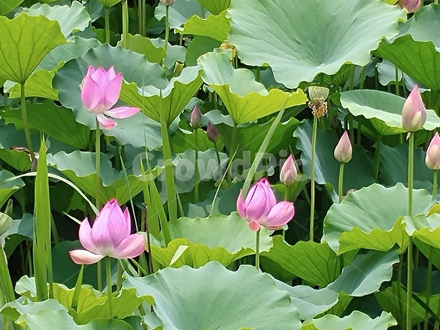 연꽃,lotus,식물,수초,땅속줄기,담수초,련꽃