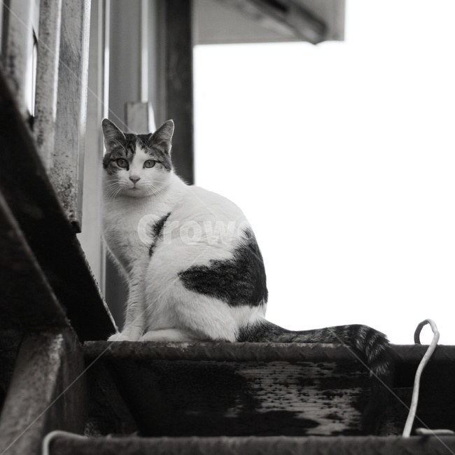 고양이,동물,야옹이,cat,시골냥,동물,animal,포유류,mammal,고양이,cat,kitten,kitty,흑백,모노톤,monochrome,black and white