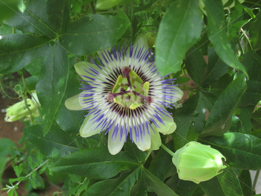 plant,식물,flower,꽃,야생화,blossom,잡초,길가,길,식물,자연,plants,nature,꽃,flower