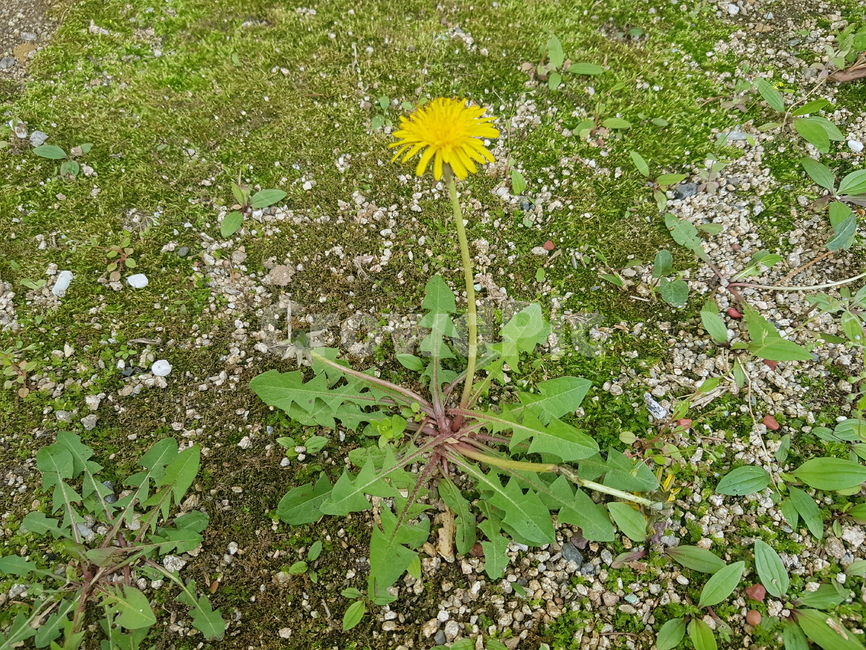 꽃,봄꽃,민들레,식물,flower,spring
