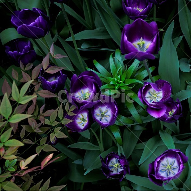 튤립,봄,bloom,꽃,식물,자연,화사함,꽃향기,tulip,colorful,floral,flower,gardenflowers,happymind,life,nature,plant,spring봄,spring,식물,자연,plants,nature,꽃,flower