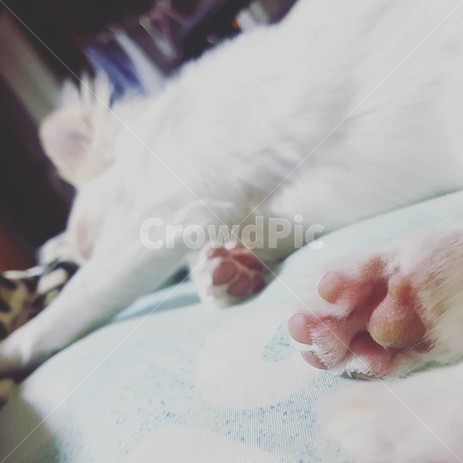 장모치와와,치와와,dog,발,젤리,핑크