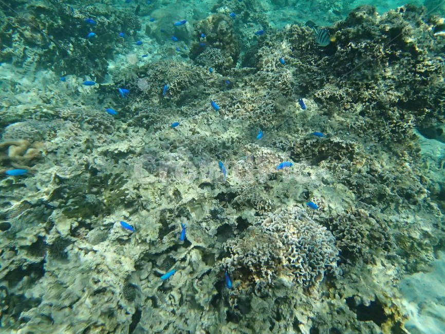 오키나와,okinawa,일본,japan,물고기,fish,바다,sea,snorkeling,스노쿨링
