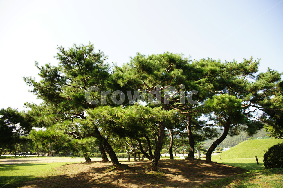 tree,나무,plant,식물,treetrunk,나무줄기,소나무,하늘,맑은날,밝은날,그림자,햇볕,햇살,녹색