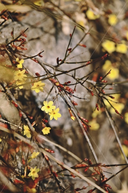 꽃,flower,yellow,노란꽃,꽃봉오리,봄,계절,spring,season,식물,자연,plants,nature,꽃,flower,plant,leaf,잎,tree,나무