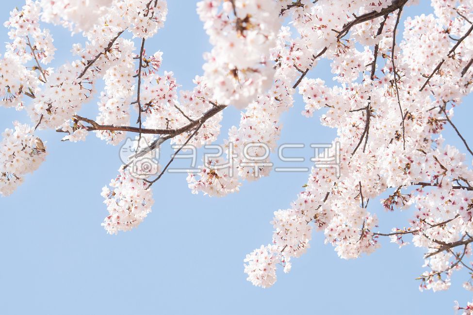 Spring,cherry blossoms,cherry tree,flower viewing,spring news,cherry blossom tree,sky,clear,weather,march,april,blossom,nature,bloom,season,tree,plant,flower,natural,pink,background,landscape,full bloom,sky blue,pink,petal,outdoo