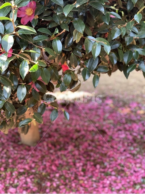 식물,동백꽃,겨울꽃,까멜리아,꽃,flower,식물,자연,plants,nature,꽃,flower