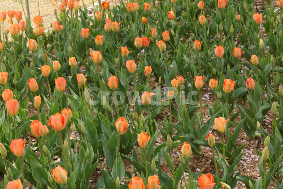 튤립,꽃밭,봄,tulip,꽃,flower,식물,plant,주황색,오렌지색,꽃봉우리