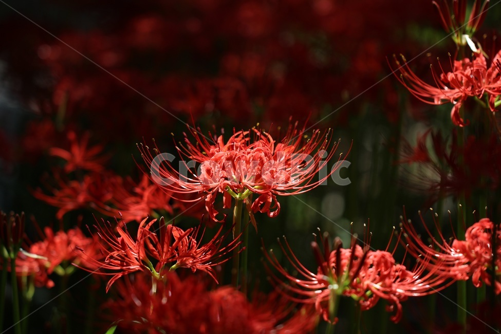 꽃무릇,독무릇,석산,꽃,식물,불갑사,선운사,상사화,식물,자연,plants,nature,꽃,flower