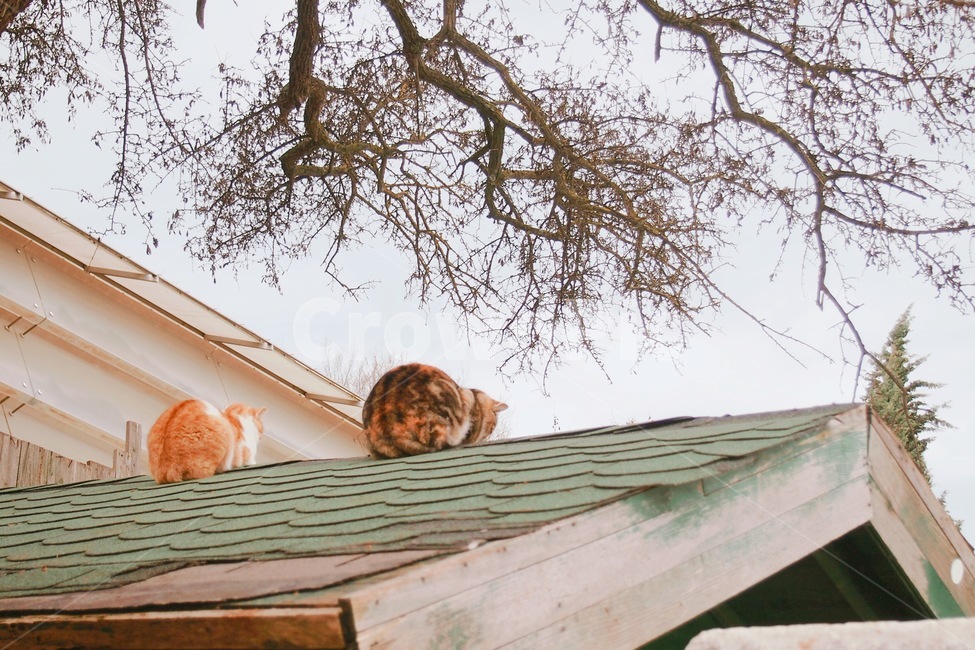 고양이,지붕,길고양이,풍경,동물,동물,animal,포유류,mammal,고양이,cat,kitten,kitty,감성,sensible,feeling