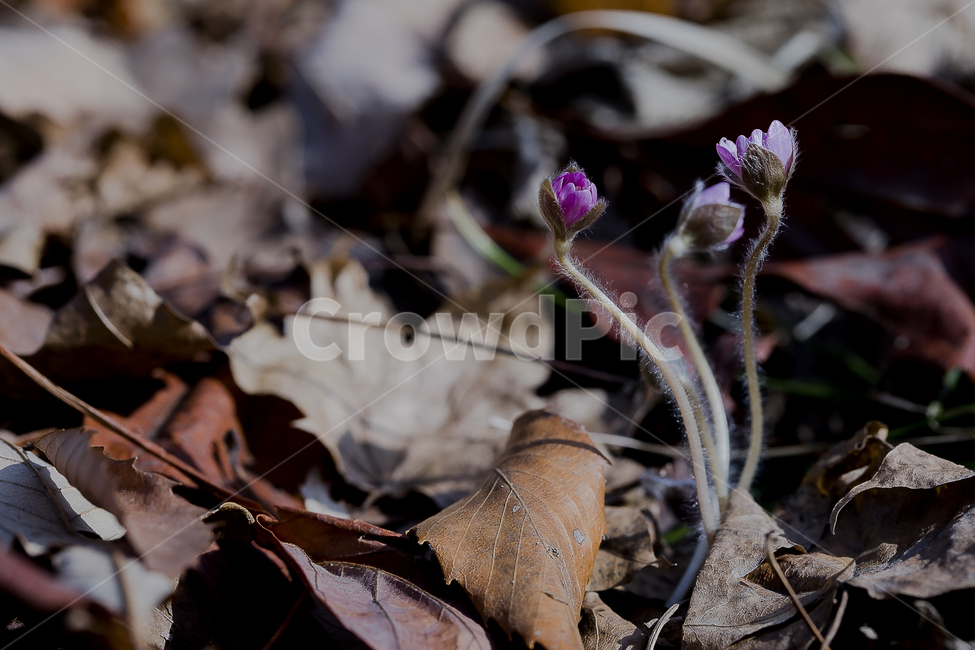 노루귀,Hepatica,신뢰,자신감,인내,confidence,수리산,구봉산,화야산,봄꽃,식물,자연,plants,nature,꽃,flower