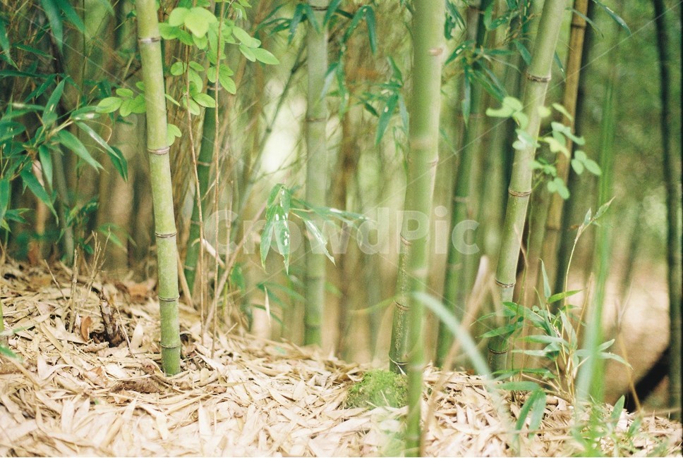 대나무,자연,필름,나무,필름사진,식물,자연,plants,nature,나무,trees,wood,감성,sensible,feeling