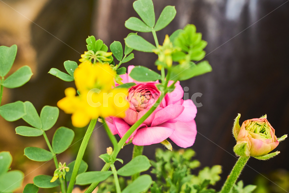 비닐하우스,봄,꽃,flower,flowers,blossom,beautiful,정원,화원,아름다운,식물,자연,plants,nature,꽃,flower