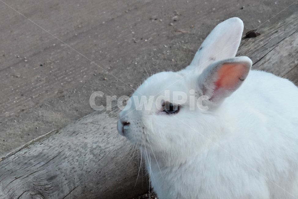 토끼,동물,귀여움,야생동물,산토끼,산,rabit,동물,animal