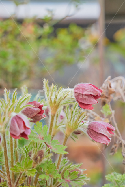비닐하우스,봄,꽃,flower,flowers,blossom,beautiful,정원,화원,아름다운,식물,자연,plants,nature,꽃,flower