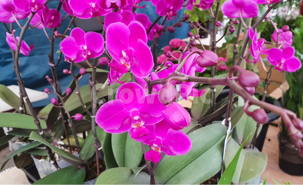 봄,꽃,호접란,핌크,퍼플,화초,화분,식물,자연,plants,nature,꽃,flower