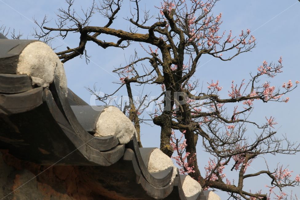 홍매화,매화,기와,전통,봄,목가적,봄,계절,spring,season,한국전통,한국문화,korean traditional,korean culture,건축물,건물외관,exterior,building,structure,architecture,construction