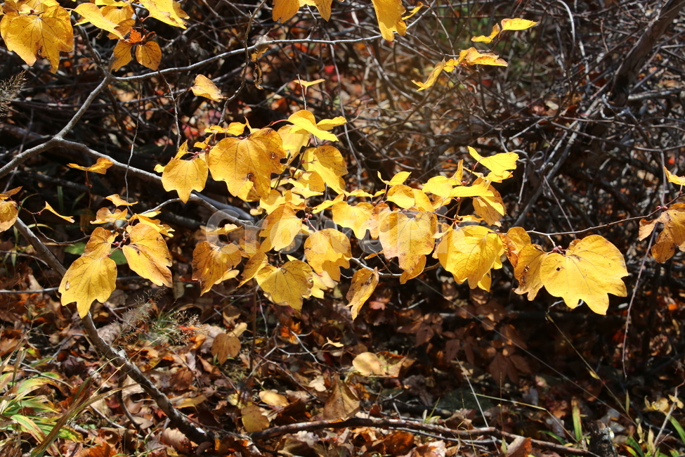 가을,가을낙엽,낙엽,나뭇잎,단풍,가을,계절,fall,autumn,season,plant,식물,leaf,잎,tree,나무
