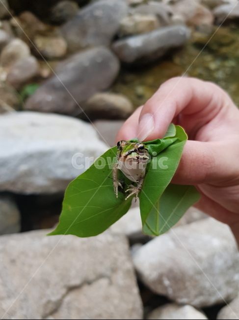 개구리,청개구리,계곡,양서류,자연
