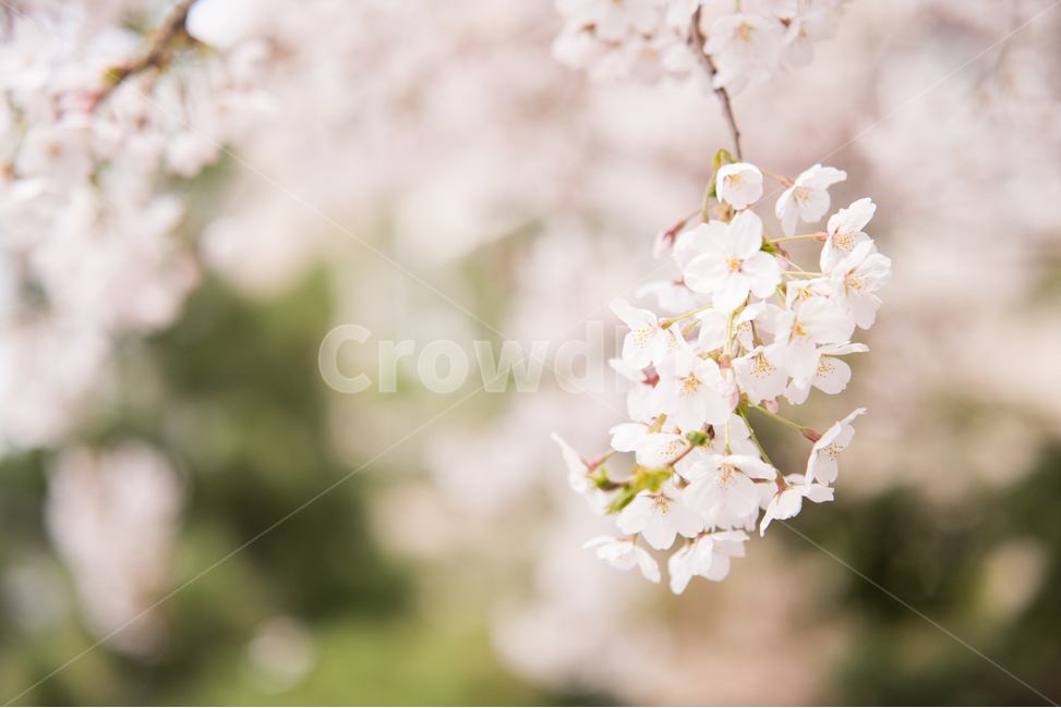 벚꽃,나무,분홍,꽃,봄,봄,계절,spring,season,식물,자연,plants,nature,꽃,flower,감성,sensible,feeling,plant,blossom