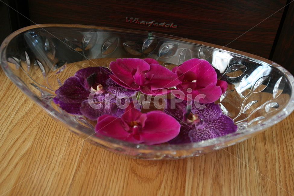 양란,서양란,난초,orchid,호접란,화병,화분,유리그릇