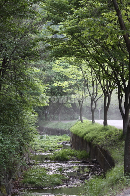 숲,냇가,나무,물,풀,자연,풍경,nature,landscape,plant,식물,tree