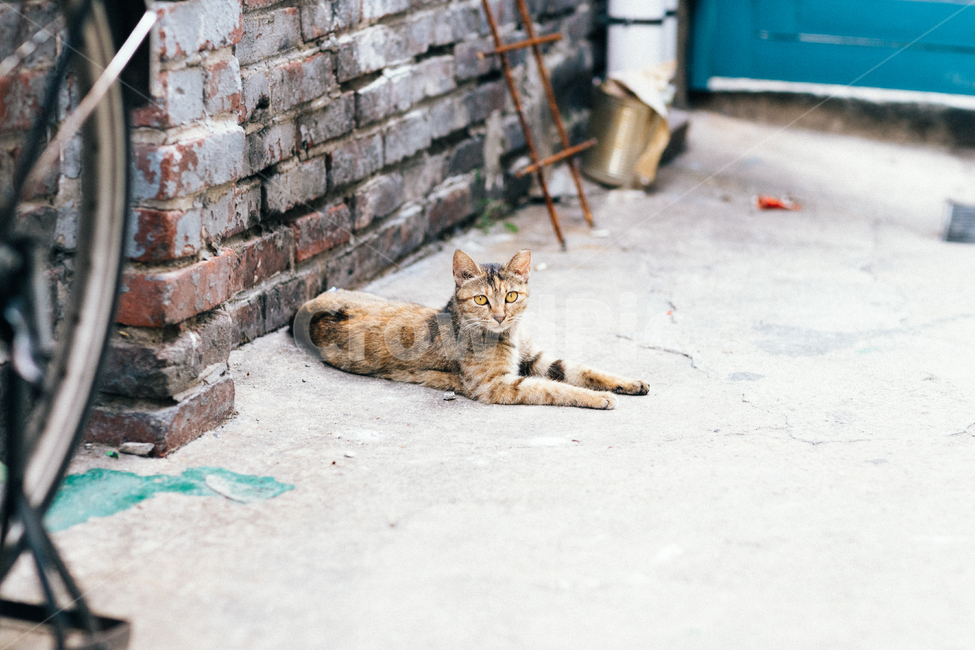 고양이,캣,cat,길냥이,길고양이,길냥,냥이,고양,동물,동물,animal,포유류,mammal,고양이,cat,kitten,kitty