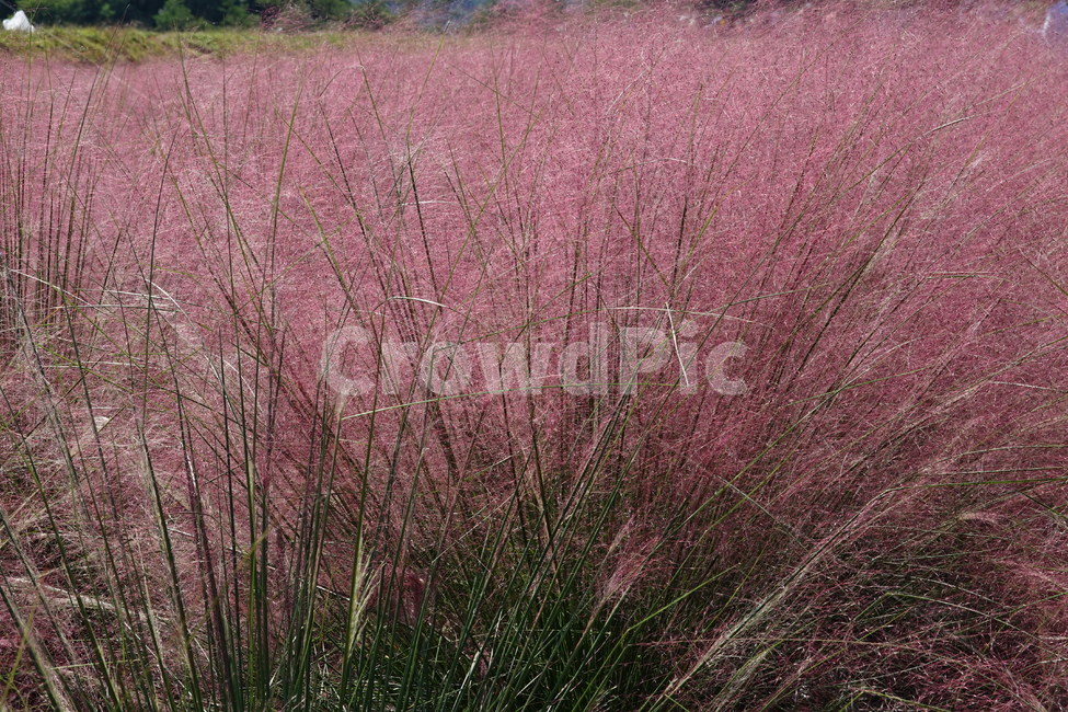 핑크뮬리,꽃밭,분홍꽃,꽃축제,분홍,꽃,가을,계절,fall,autumn,season,grass,잔디,plant,식물