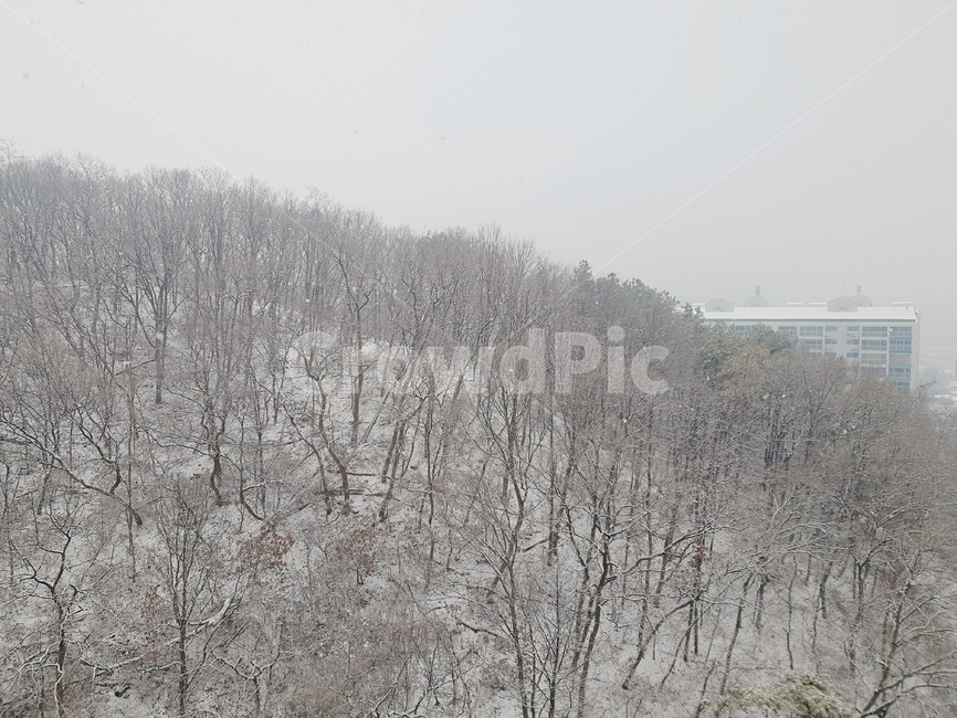 눈,겨울,한겨울,추위,겨울산,산,도시,아파트,계절,season,나무,한국,snow,winter,nature,자연,outdoors,옥외,frost,서리
