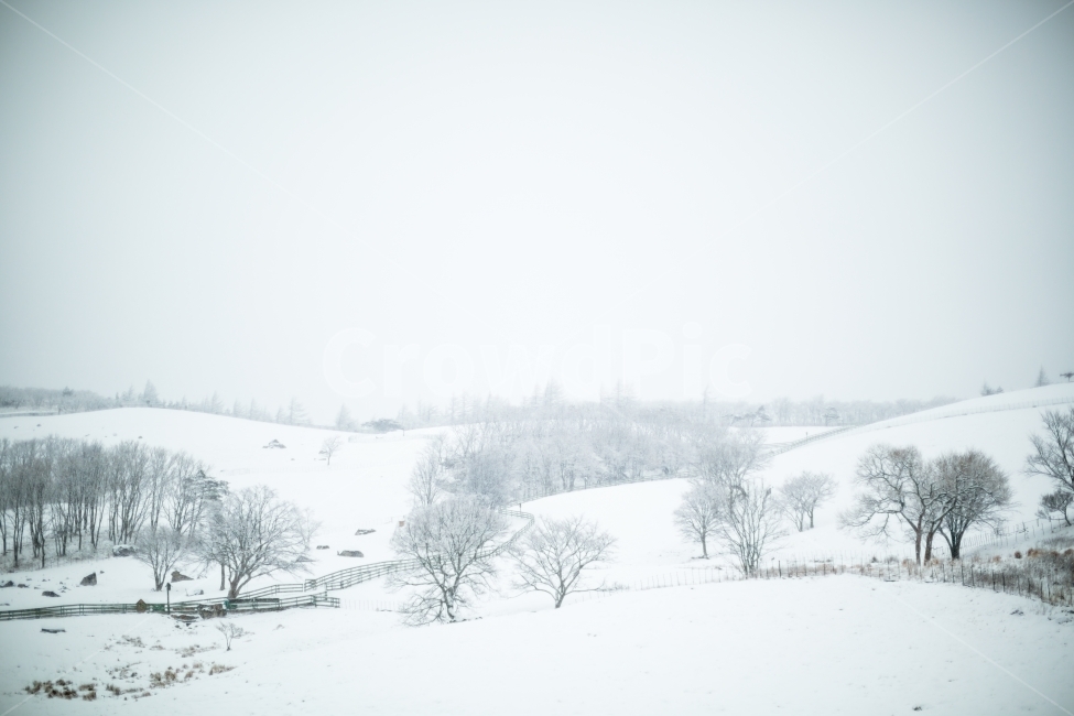 설경,눈,겨울,하얀색,눈꽃,하얀세상,화이트,겨울풍경,대관령,겨울산,snow,winter,white,snowflower,겨울,계절,winter,season,자연,풍경,nature,landscape,감성,sensible,feeling,storm,폭풍,blizzard,눈보라,outdoors,옥외