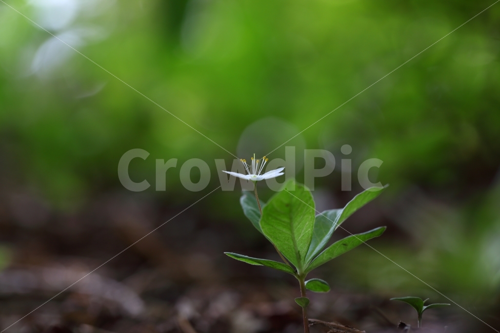 기생꽃,태백산,사진취미,사진,야샹화,식물,자연,plants,nature,꽃,flower