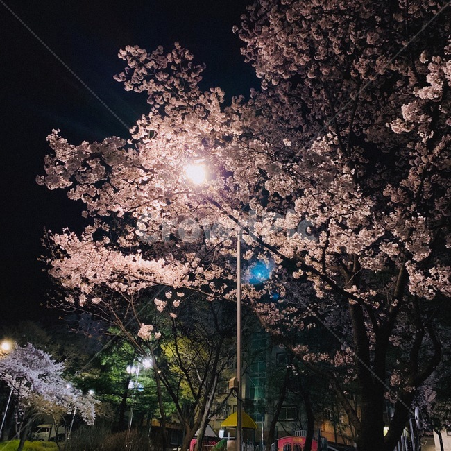 벚꽃,봄,야경,감성,꽃,봄,계절,spring,season,야경,밤,풍경,nightscape,night,landscape,plant,식물,blossom,flower,cherry blossom