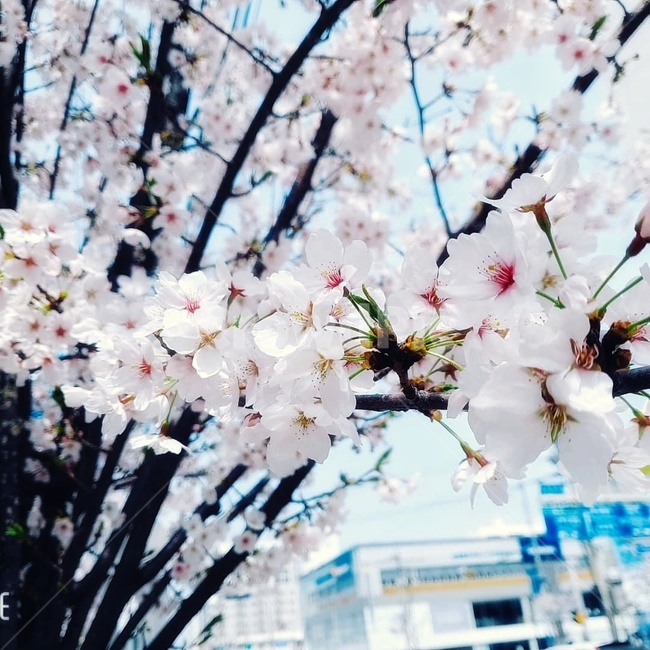 봄,벚꽃,자연,꽃,봄꽃,가로수,활짝,아름다움