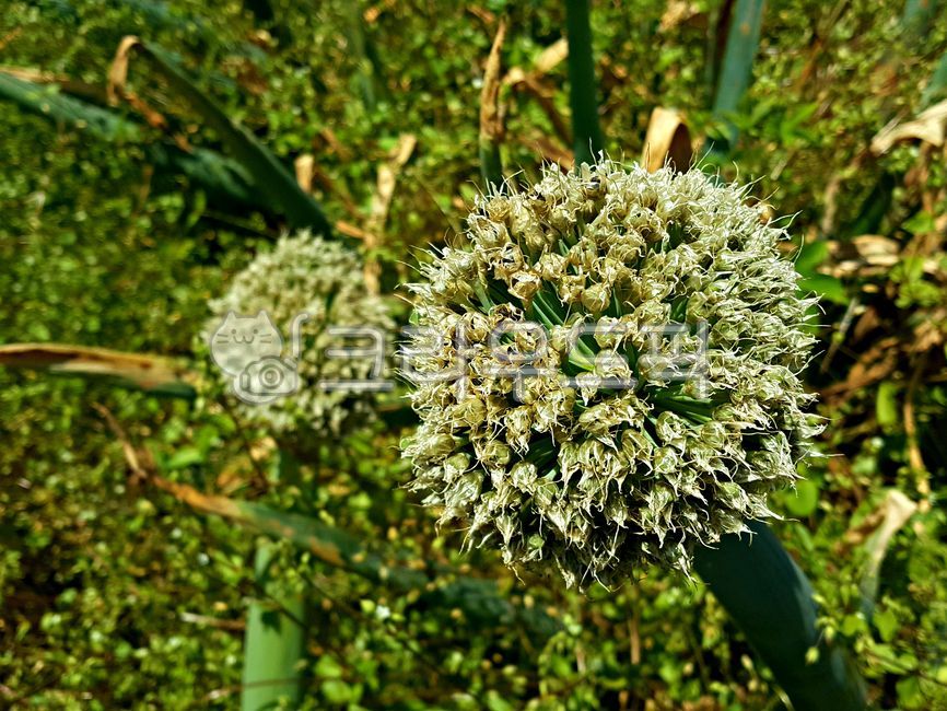 대파꽃,파꽃,파,꽃,식물,plant,flower