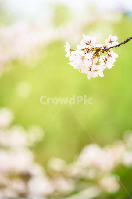 봄정취,봄꽃,봄내음,벚꽃,벚꽃축제,봄,계절,spring,season,식물,자연,plants,nature,꽃,flower,plant