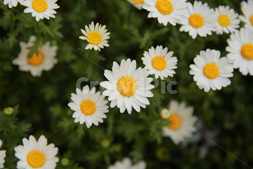 꽃,식물,수수한,소박한,귀여운,식물,자연,plants,nature,꽃,flower