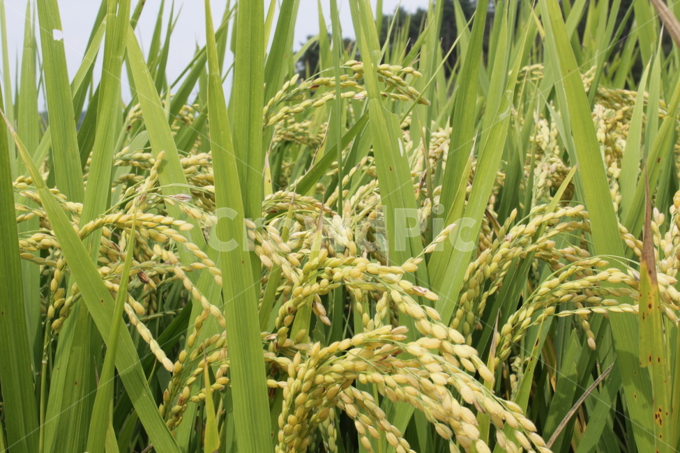 초목,nature,자연,field,들,grassland,벼,곡류,곡식,cereals,농업,농사,agriculture,farming,farming industry