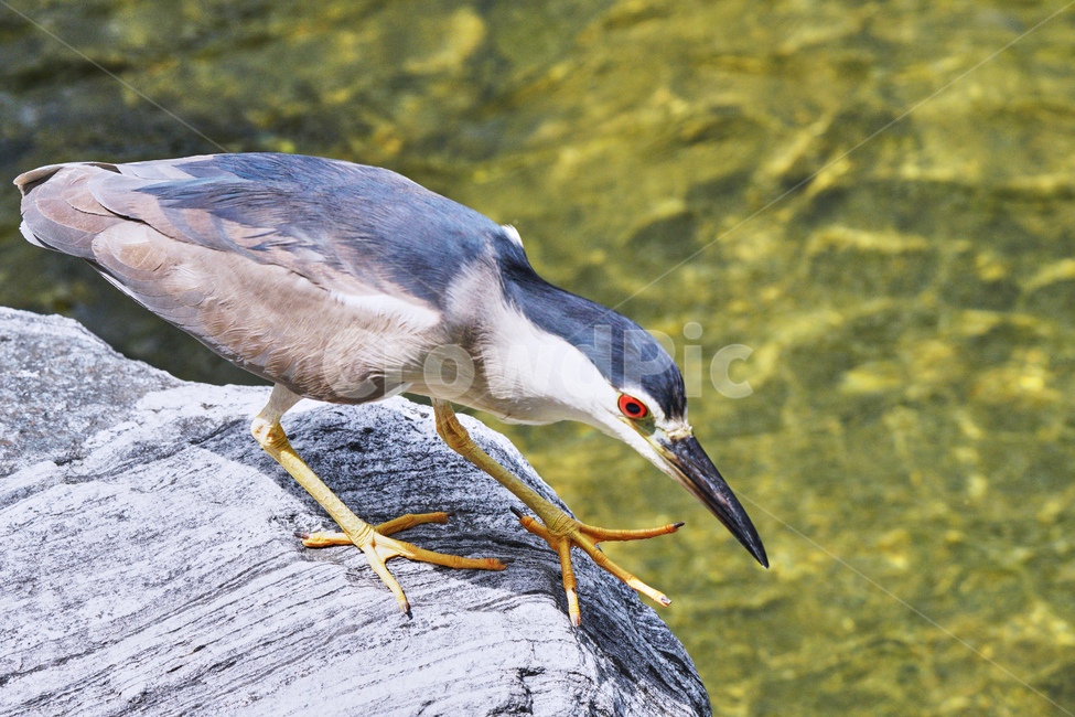 조류,먹이활동,청계천,부리,자연,새,동물,animal,조류,새,birds