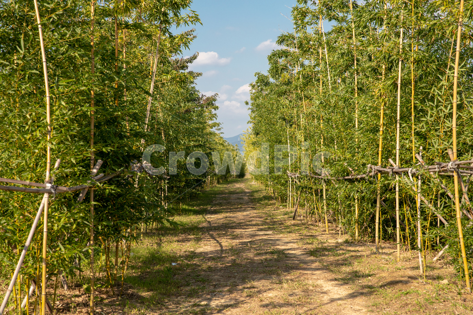 대나무,대나무숲길,하늘,자연,생태공원,도심생태공원,bamboo,자연,풍경,nature,landscape,tree,나무,plant,식물
