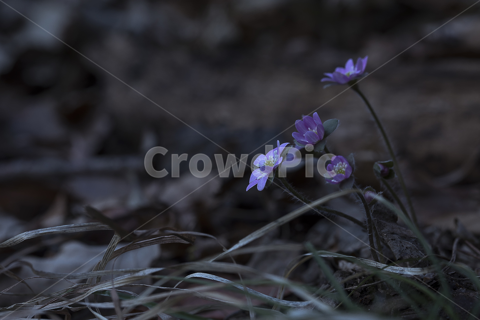 노루귀,Hepatica,신뢰,자신감,인내,confidence,수리산,구봉산,화야산,봄꽃,식물,자연,plants,nature,꽃,flower