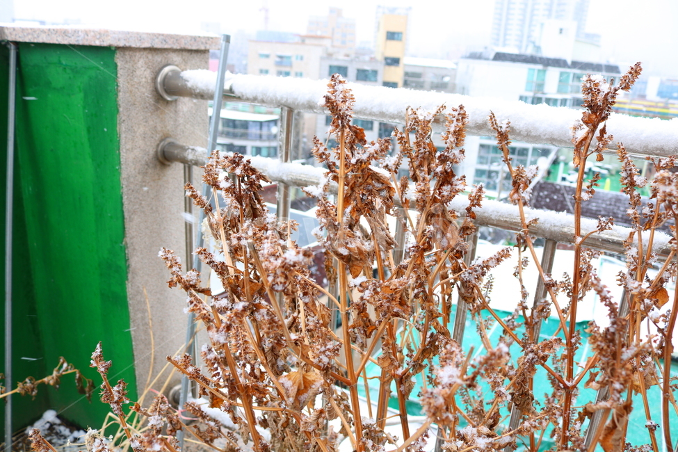 나무,식물,눈,자연,결정체,눈결정체,겨울,겨울눈,깨,들깨,들깨나무,열매,씨,나뭇잎,잎,낙엽,옥상,텃밭,꿀풀과,깻잎,겨울,계절,winter,season,식물,자연,plants,nature