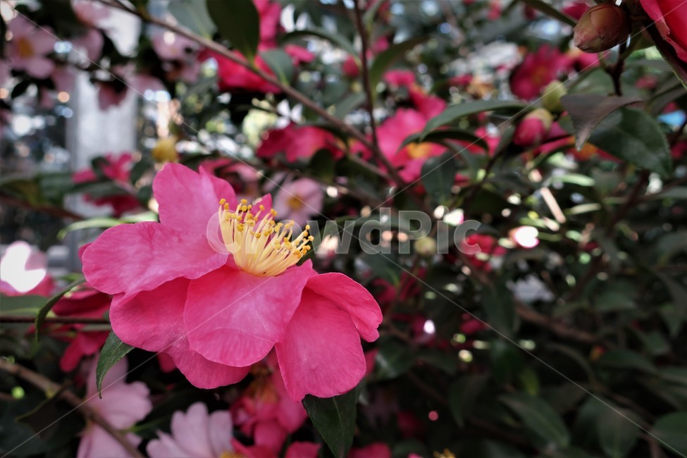 제주,동백,동백꽃,군락지,겨울,꽃,식물,동백나무,자연,군락,식물,자연,plants,nature,꽃,flower
