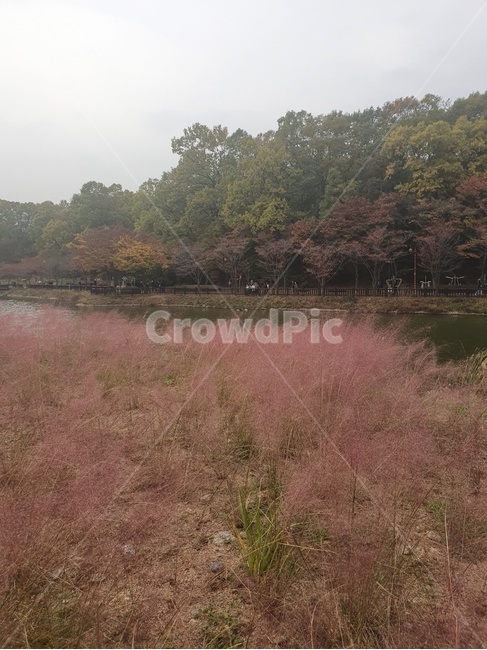 가을,핑크뮬리,갈대,호수,자연,나무,식물,풍경