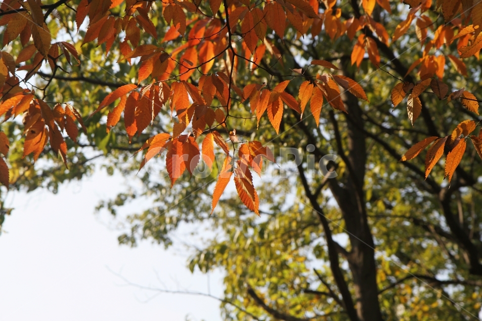 가을사진,단풍잎,감성사진,자연,식물,단풍,가을,계절,fall,autumn,season,식물,자연,plants,nature,나무,trees,wood,plant,leaf,잎,tree,maple